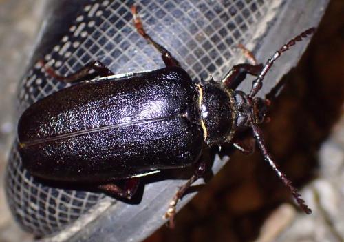 Réf. 324 496 : Prionus coriarius
